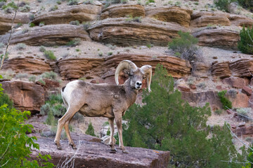 Bighorn ram on cliff, eye contact, Dinosaur National Monument, Utah, USA.