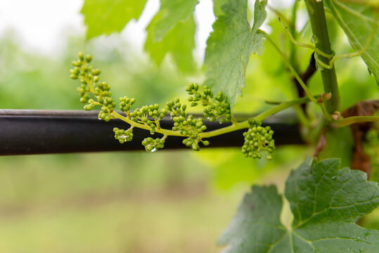 Parreiral em regi&atilde;o de coloniza&ccedil;&atilde;o italiana