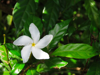 White plumeria flower of the French Polynesian islands against a green leaf background.