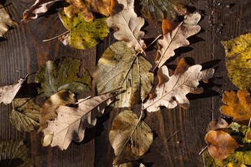 Wet fallen leaves on the terrace on a gleam of sharp autumn sun.