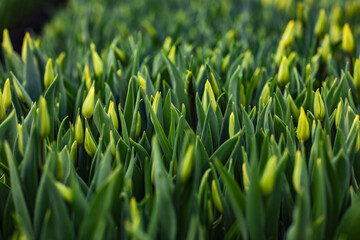 Fototapeta na wymiar green fresh tulips growing in the greenhouse