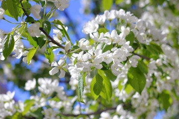 White blossom on the blue sky in the spring