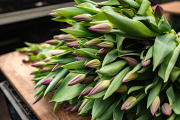 freshly cut tulips at the greenhouse for women's day