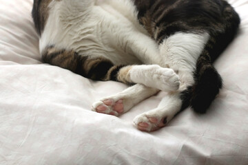 Cute tabby cat sleeping on a pillow. Close-up of paws. Selective focus.