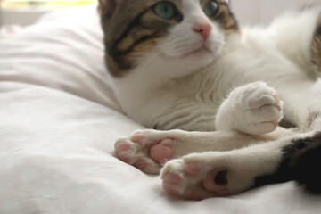 Fototapeta na wymiar Cute tabby cat sleeping on a pillow. Close-up of paws. Selective focus.