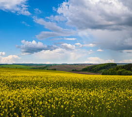 Obraz premium Spring rapeseed yellow blooming fields