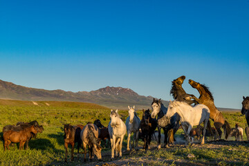 Wild horses fighting for dominance over the herd. Pony Express Road, near Dugway, Utah, USA. - obrazy, fototapety, plakaty