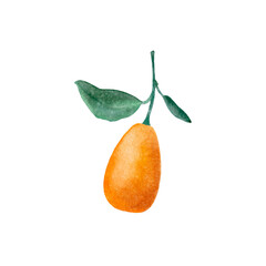 Bright juicy ripe kumquat on a white background. Watercolor texture illustration of citrus kumquat on a twig for print, textiles, cards. Isolated fruit for your design.