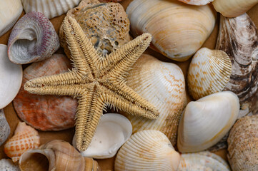 Seashells of various shapes and types. Background