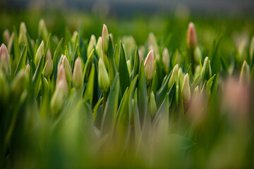beautiful fresh tulips for mothers day growing in nature