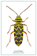 Top view of a locust borer from my insect collection