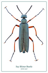 Top view of a Blister Beetle on white background