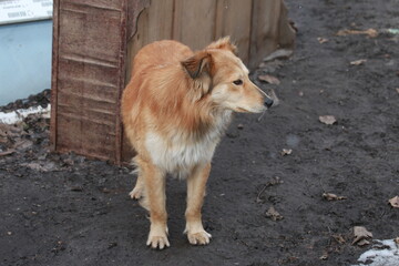 Portrait of a dog outside