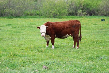 Brown cow grazes in a green meadow outside the village on a spring day