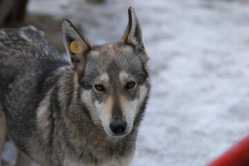 Portrait of a dog outside