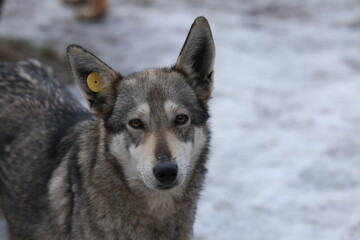 The portrait of a wolf