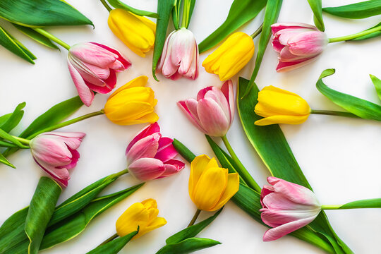 Colorful tulips are laid out on a white background. Spring flatlay layout
