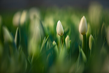 Obraz na płótnie Canvas green fresh tulips growing in the greenhouse
