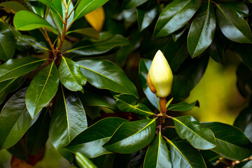 magnolia flower close-up with green leaves