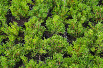 Garden shop. Rows of pots with small conifers (Pinus mugo, known as bog pine, creeping pine or dwarf mountain pine.