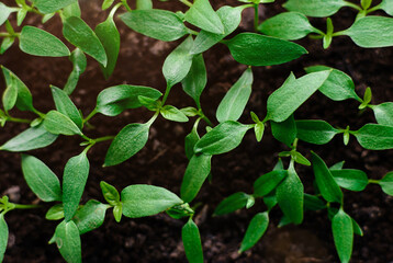 Cabbage seedlings in garden. Green salad growing from seed
