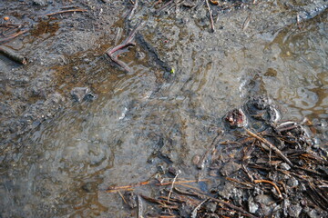 small creek on the forest floor after a rain shower