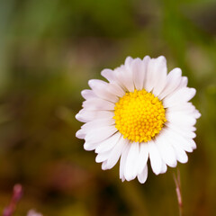 The square photo of a summer chamomile was shot in a macro style. There is a space for text.