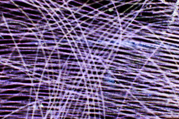 Sweeping lines of microscopic algae filaments from pond water.