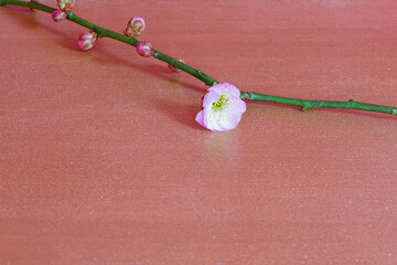 Fototapeta premium View of a pink ume prunus Japanese plum flower in spring