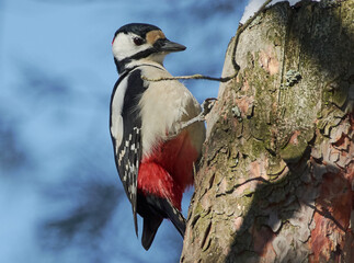 The woodpecker on the tree