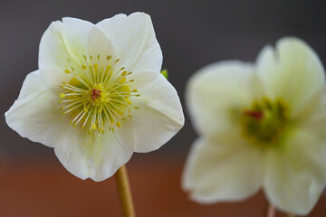 White and pink hellebore flowers (helleborus hybridus), also known as Christmas or Lenten rose
