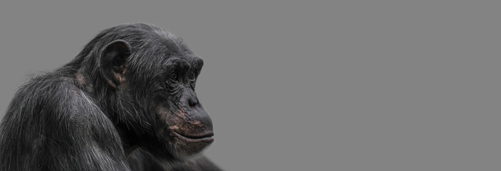 Banner with a portrait of happy smiling Chimpanzee, closeup, details with copy space and solid...