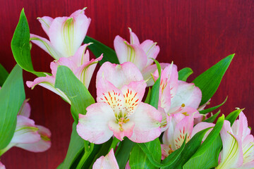 Pink and white alstroemeria flowers