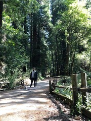 Fototapeta premium walk in the woods