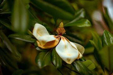 Obraz premium magnolia flower close-up with green leaves