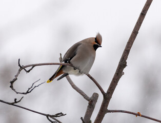 The waxwing on the Rowan tree