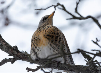 The thrush on the Rowan tree
