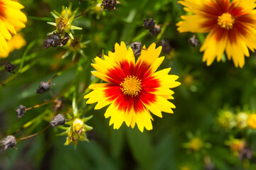 Coreopsis flowers in a summertime garden in Connecticut.