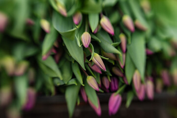 Obraz premium freshly cut tulips at the greenhouse for women's day