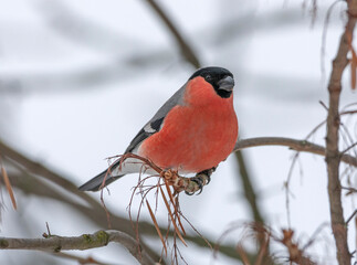 The bullfinch on the brunch