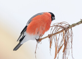 The bullfinch on the brunch