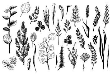 Wild herbs and flowers painted are in engraving style.