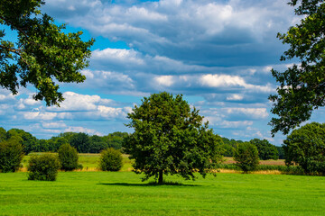 Dutch spring landscape with trees, green grass and cloudy blue sky
