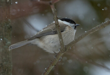 The sparrow on the brunch
