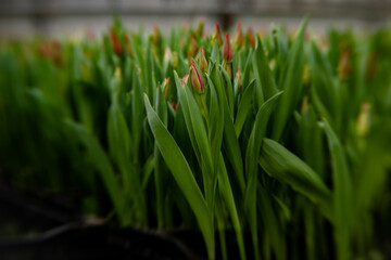 beautiful fresh tulips for mothers day growing in nature