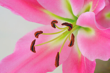 Pink Asiatic lily flower bloom with pollen covered anthers