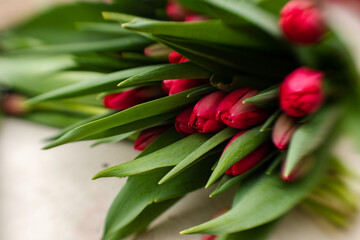 freshly cut tulips at the greenhouse for women's day