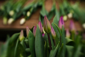 freshly cut tulips at the greenhouse for women's day