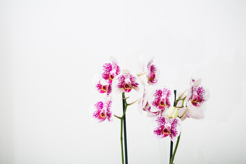 Blooming Phalaenopsis Anthura Marbella orchid on a white background.Copy space