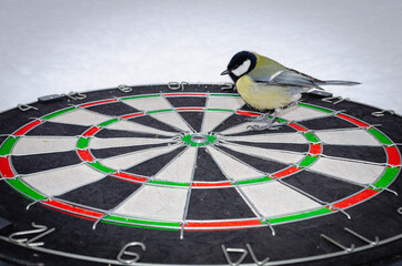 Bird tit and darts target.
